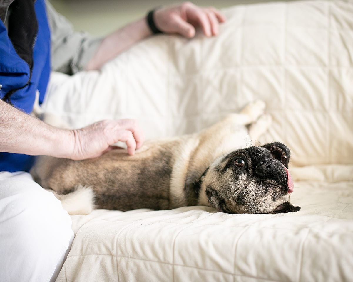A dog lying on a couch with its tongue out, being petted by a person.