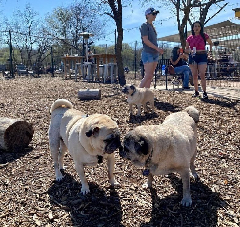 Two pugs face each other nose to nose in a dog park, with children and other dogs in the background.