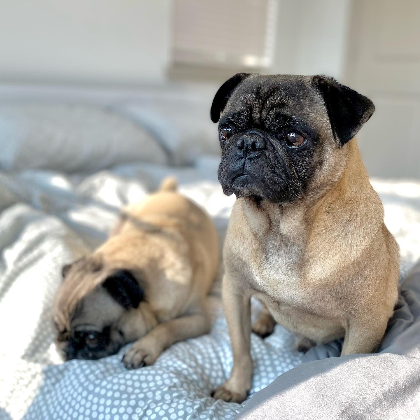 Two pug dogs resting on a bed with gray bedding; one is lying down, and the other is sitting upright.