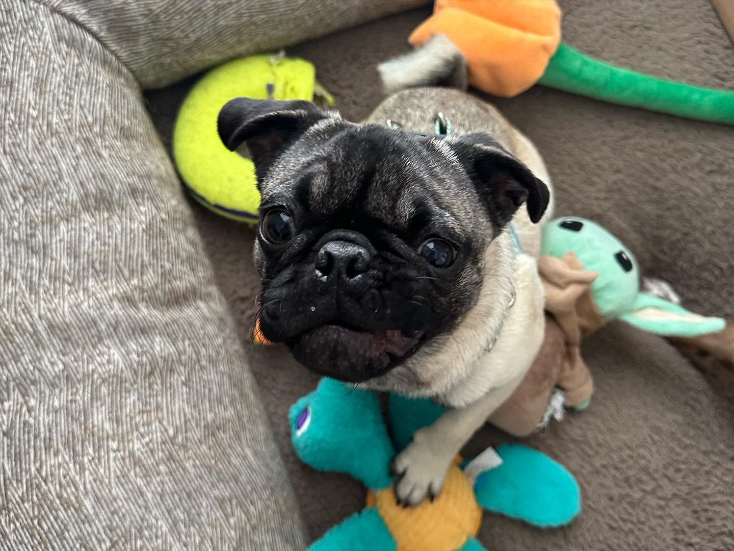 A small pug puppy with a black face and body and a tan coat, sitting on a beige carpet surrounded by colorful plush toys and a yellow tennis ball.