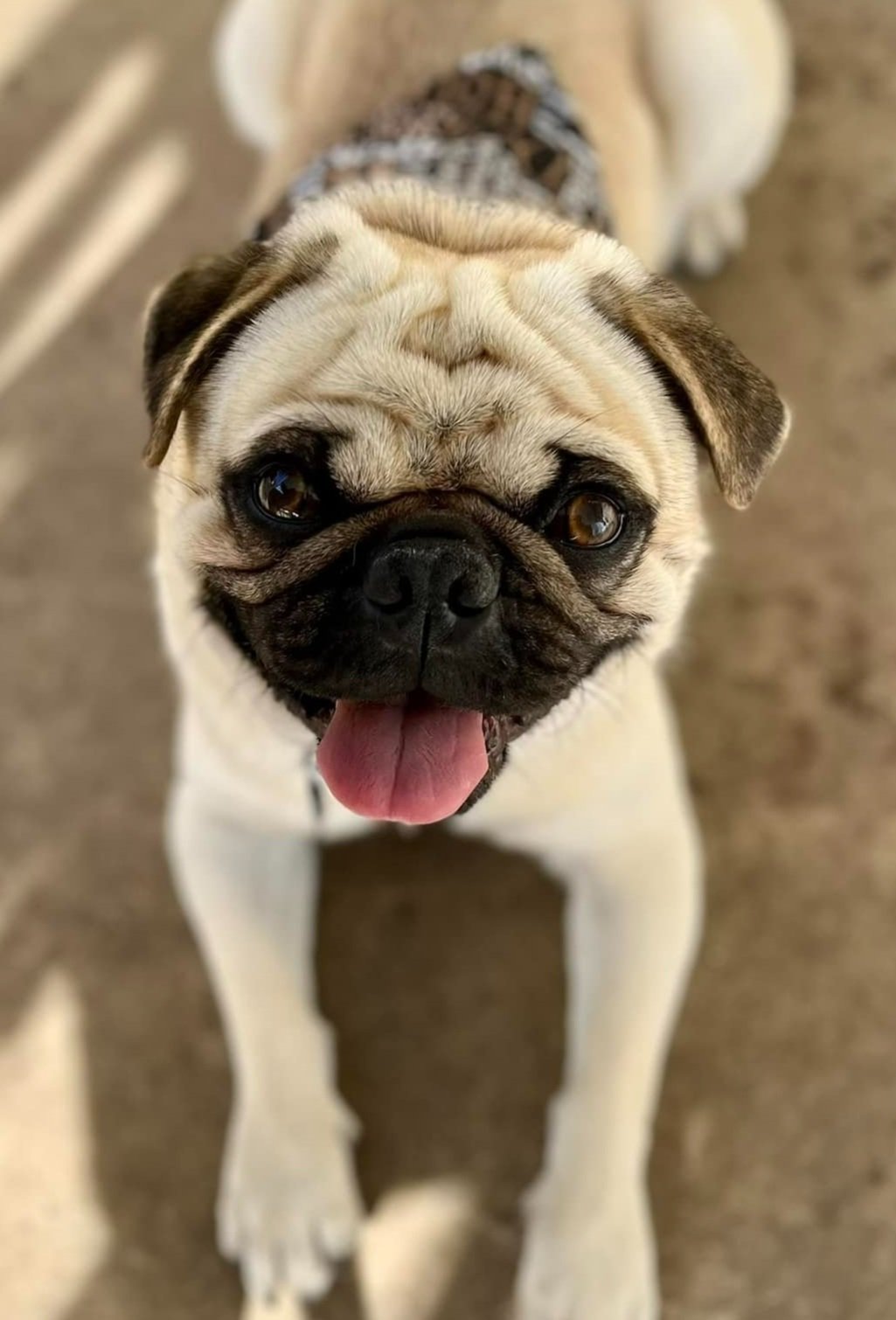 A close-up of a smiling pug dog with a pink tongue sticking out, wearing a sweater, on a beige floor.