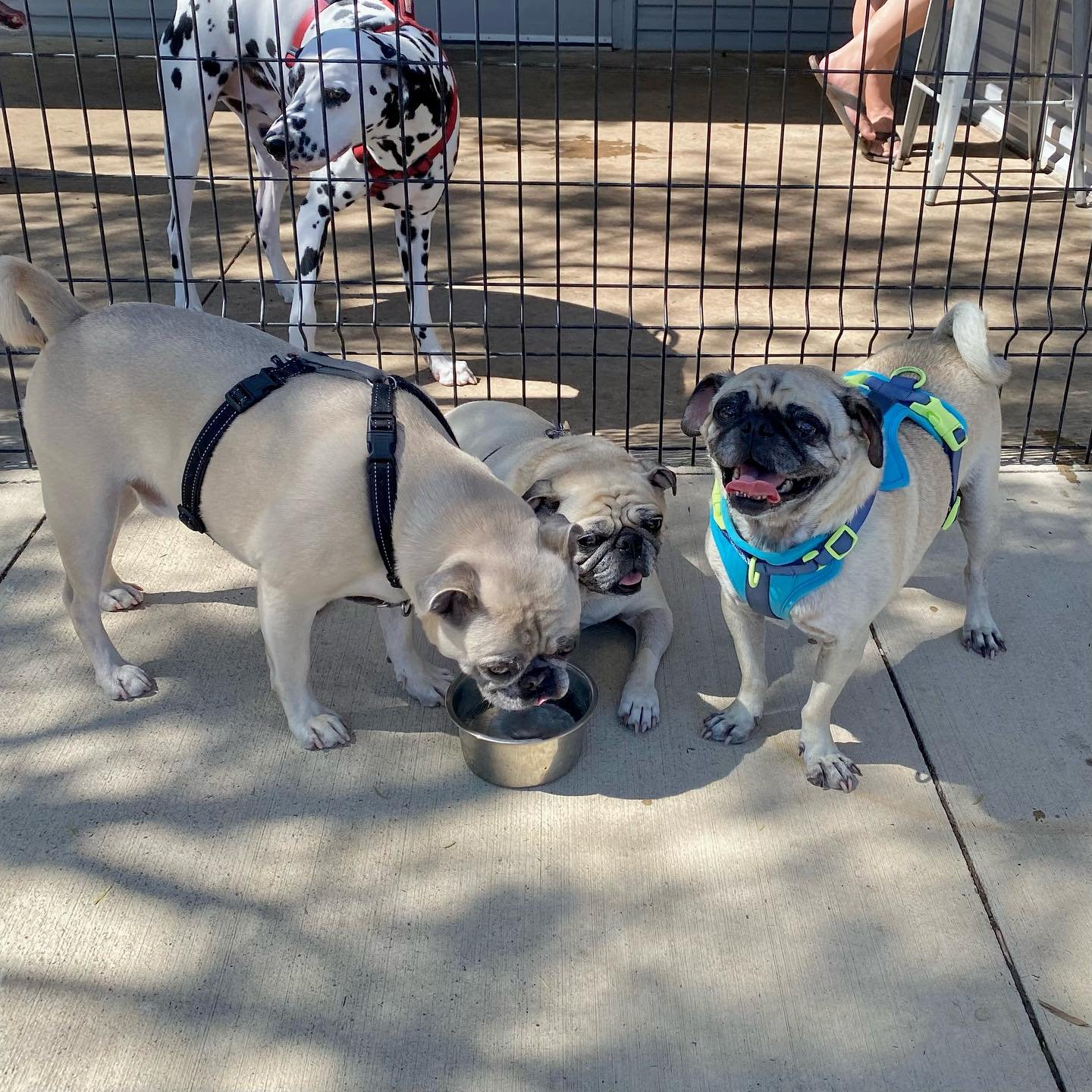 Three pugs and one Dalmatian dog in a dog park. Two pugs are drinking water from a bowl, one pug is standing and smiling, and the Dalmatian is standing behind a metal fence.
