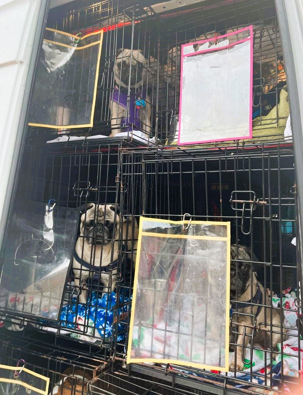 Three pugs inside a multi-level pet crate. The top pug is wearing a purple harness, and the bottom two are sitting on blankets. The crate has small colorful paper signs attached to the doors.