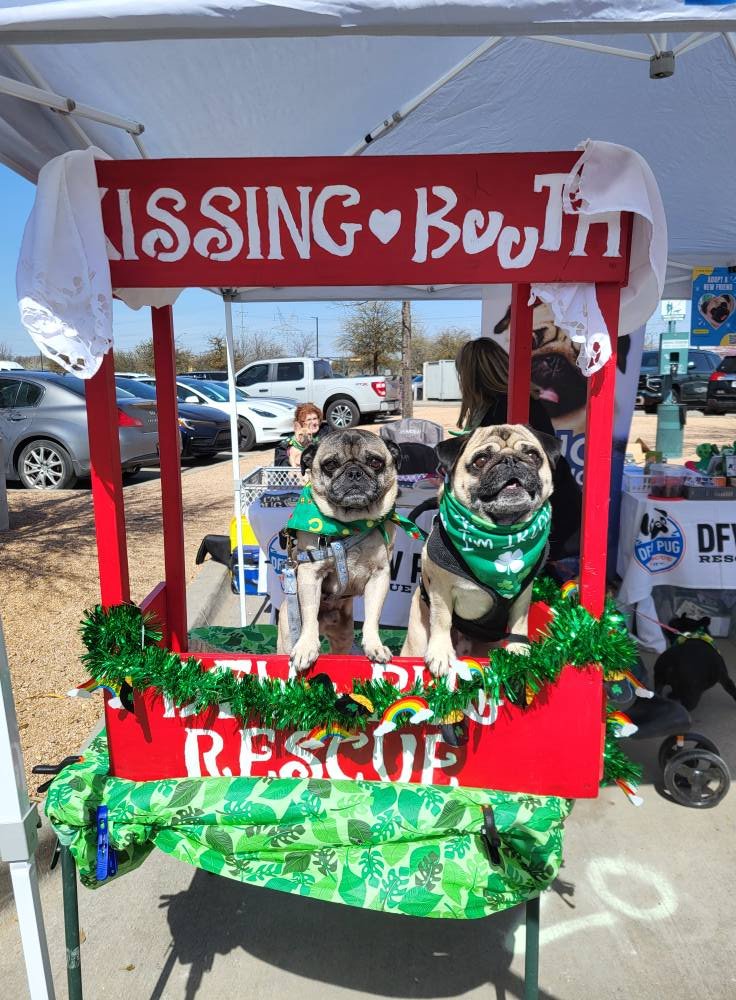 Two pugs wearing green bandanas sitting in a red rescue booth decorated with green garland, under a sign that reads "Kissing Booth" at an outdoor event.