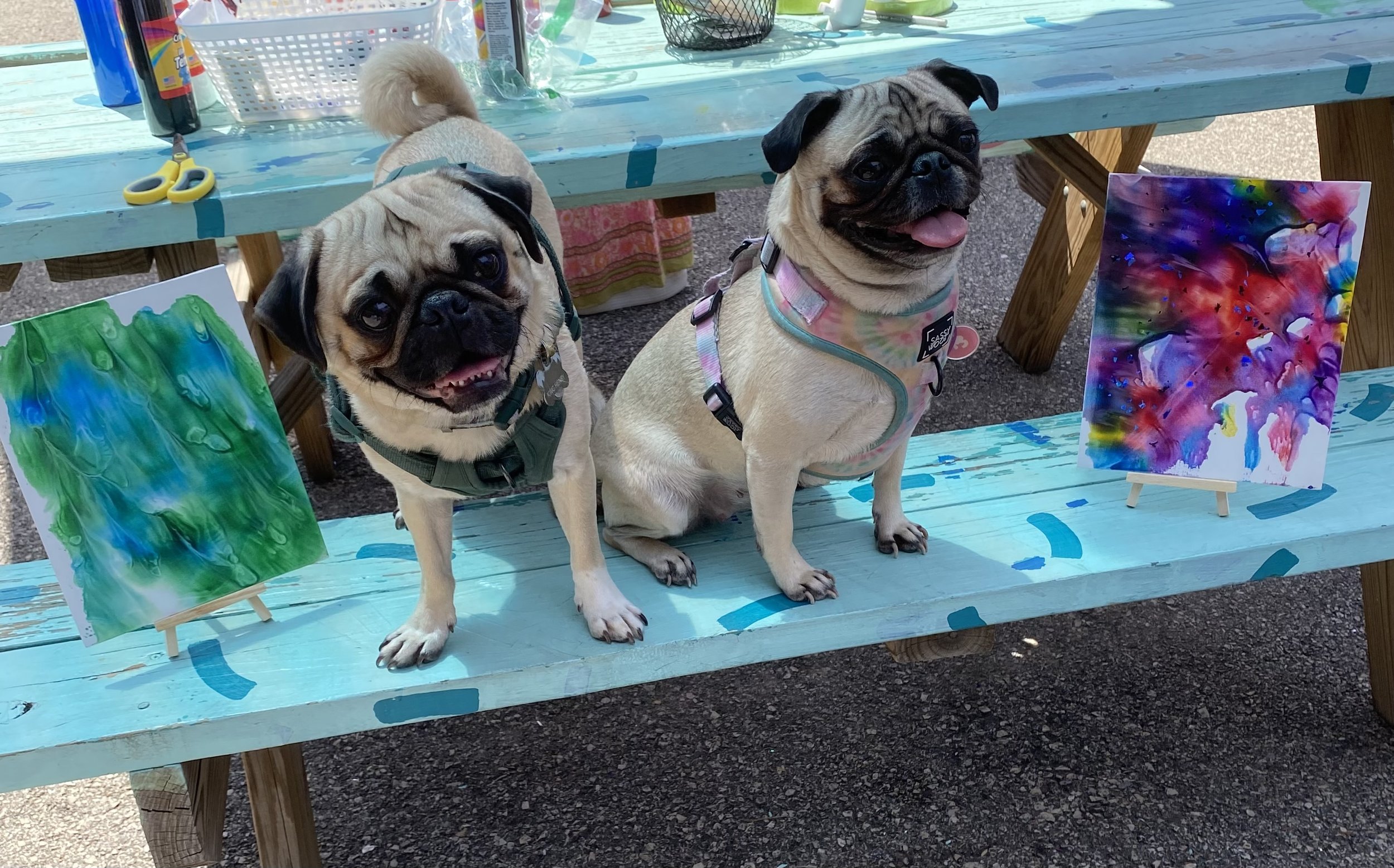Two pugs sitting on a painted picnic table with colorful abstract paintings on small easels beside them.