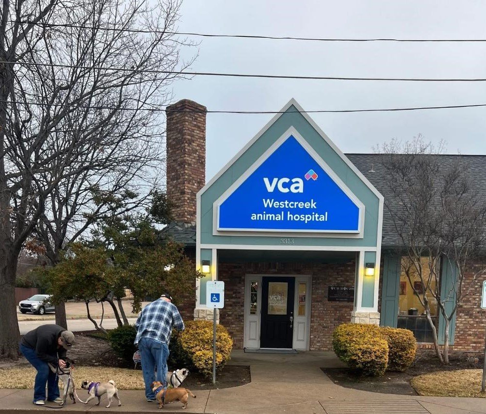 People walking dogs outside the Westcreek Animal Hospital, a brick building with a blue sign above the entrance, trees without leaves, and an overcast sky.
