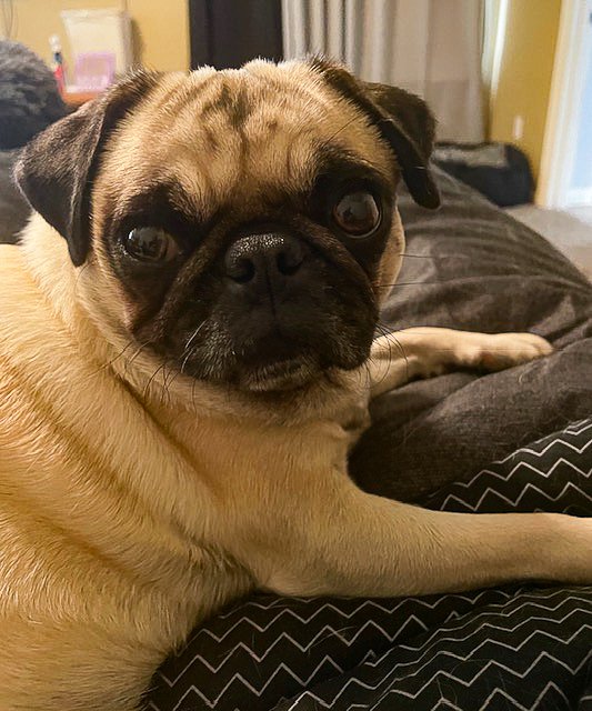 A pug dog lying on a bed, looking at the camera with a curious expression.