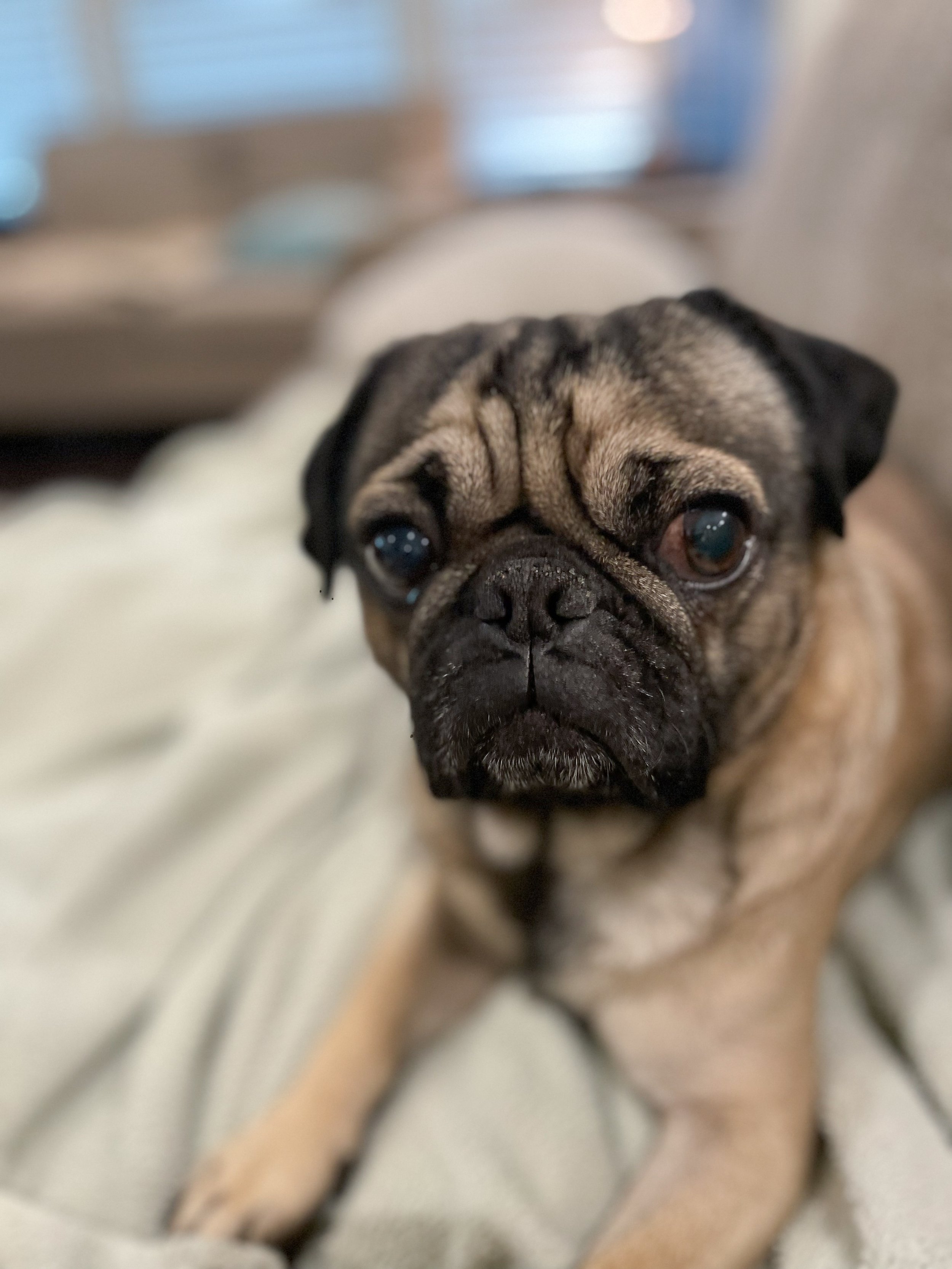 Close-up of a pug dog lying on a bed with a soft surface, with a blurred background.