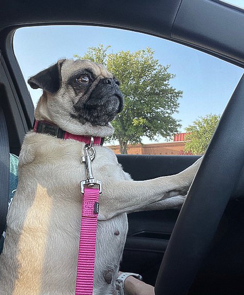 Pug dog sitting in the driver's seat of a car with its front paws on the steering wheel.