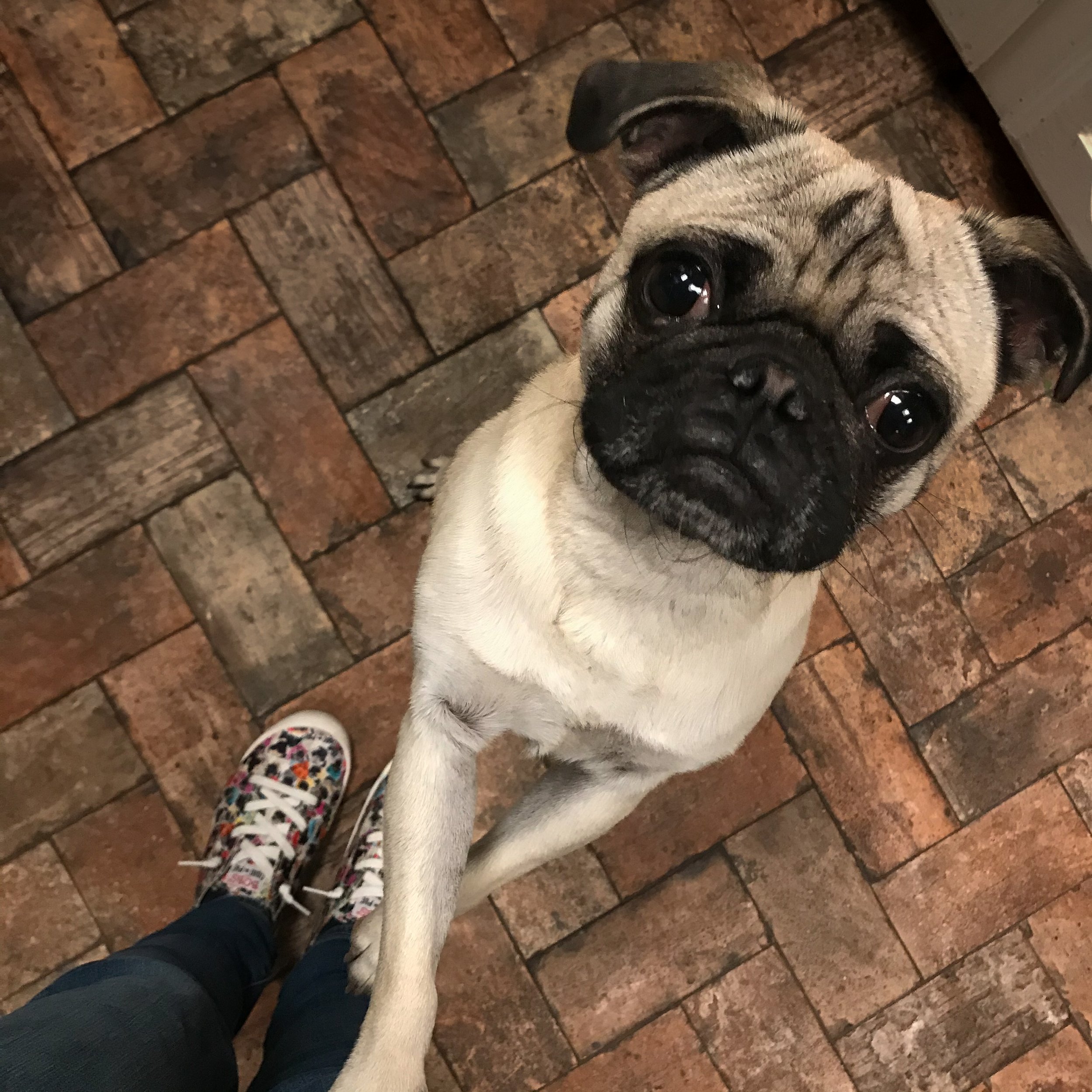 A pug dog standing on a brick floor, looking up at the camera with a curious expression, holding a person's hand with its front paw.