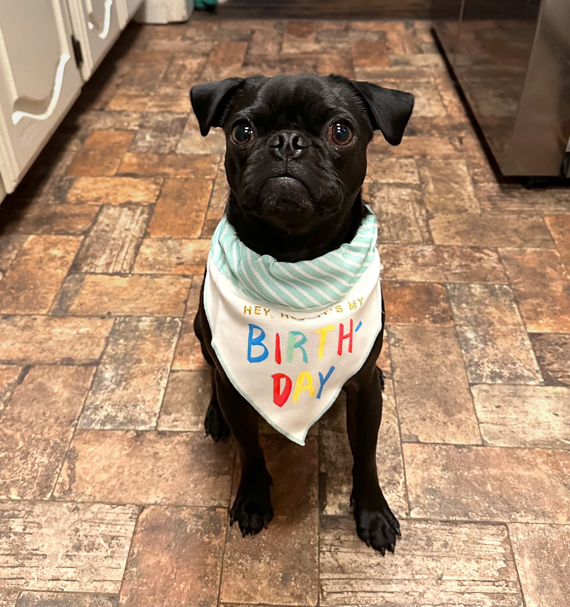 Cute black dog wearing a birthday-themed bandana with colorful letters that say 'BIRTHDAY' on a tiled kitchen floor.