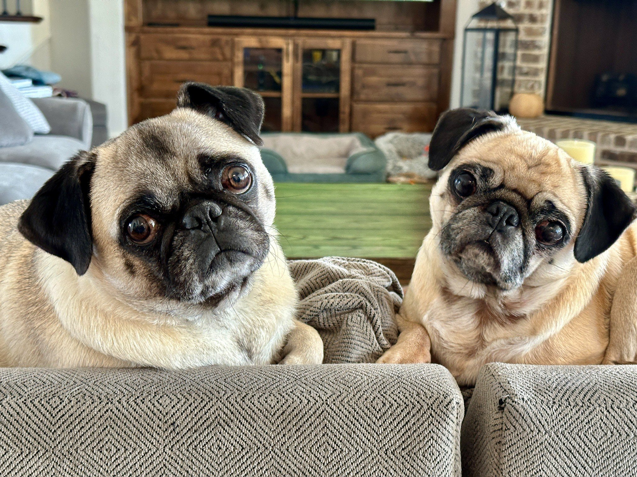 Two pugs sitting on a sofa. One has a black ear on the left and the other has a black ear on the right. They are looking at the camera.