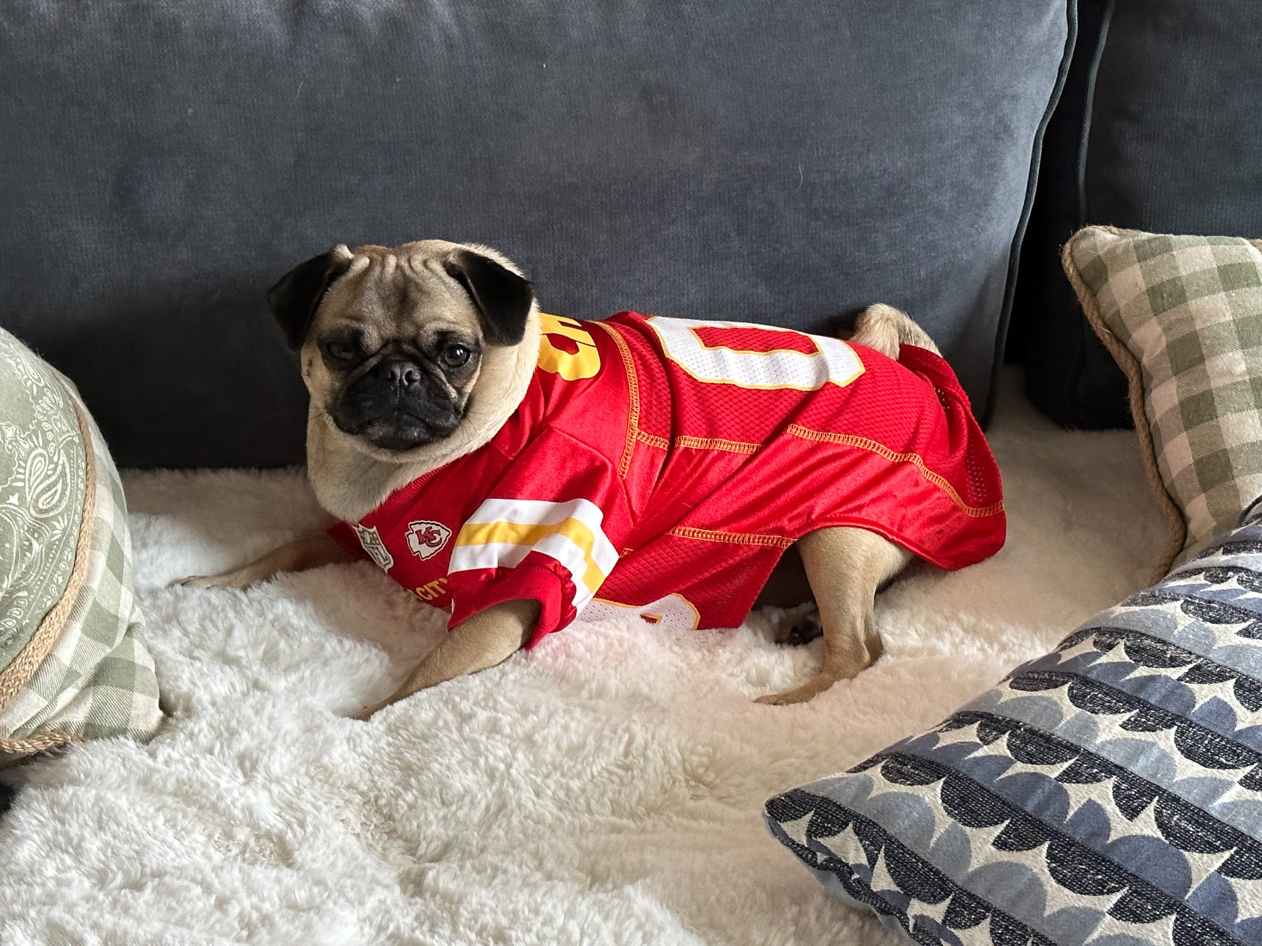 A small pug dog wearing a red Kansas City Chiefs football jersey, lying on a plush white blanket among patterned pillows on a sofa.