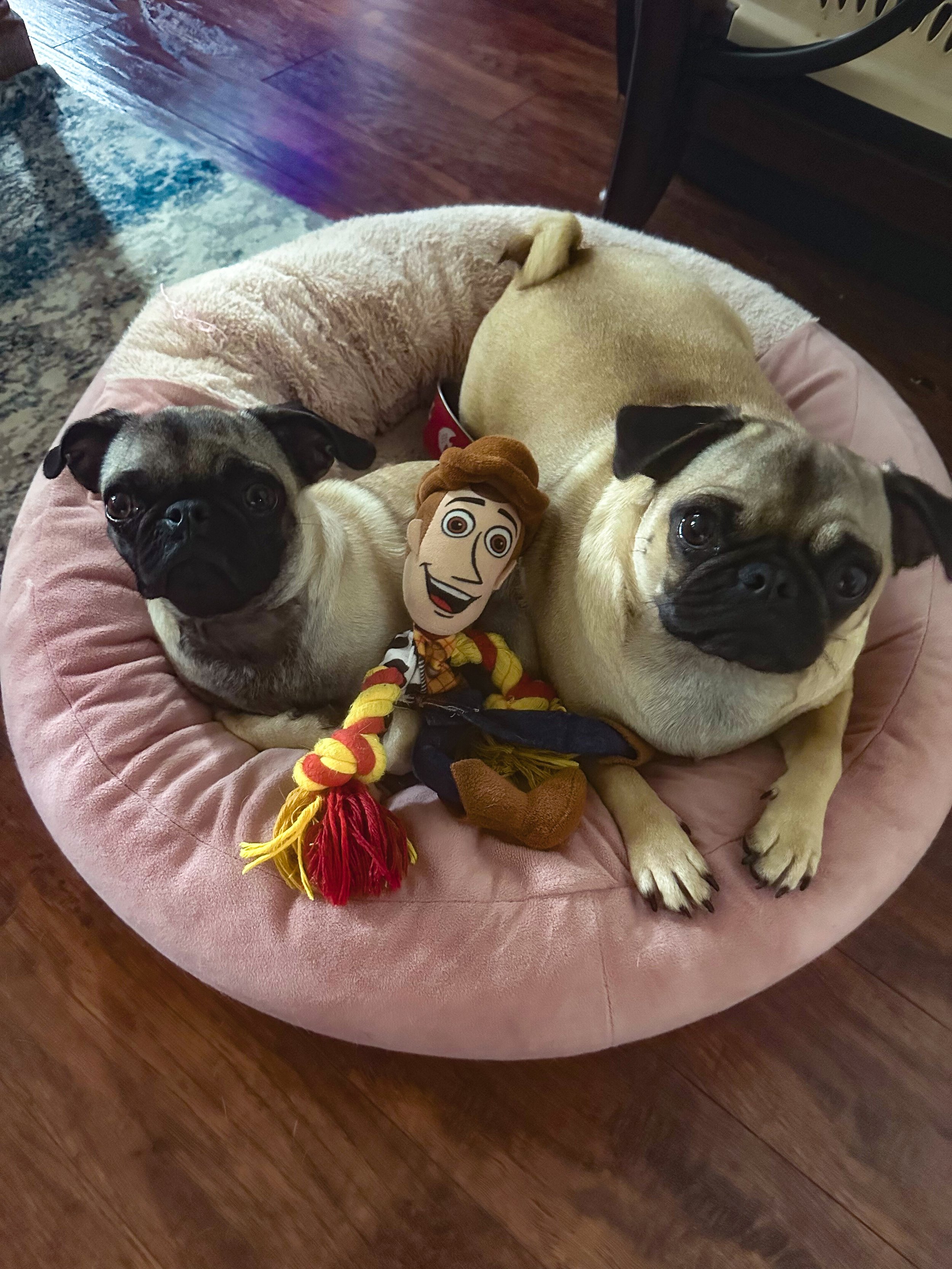 Two pugs lying on a round pink dog bed with a Woody doll from Toy Story between them. One pug is a small black and fawn color, the other is larger with a light fawn coat and black facial features.