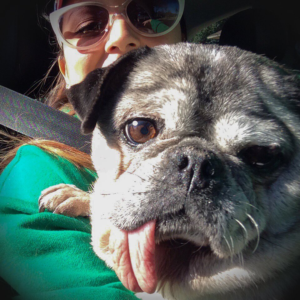 A woman with sunglasses and a green shirt takes a selfie with her dog in a car. The dog, a small breed with gray and black fur, is close to the camera with its tongue out.