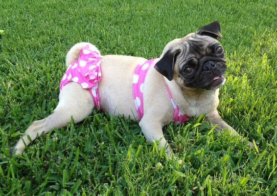 A pug dog wearing pink polka-dotted shorts lying on green grass in a park.
