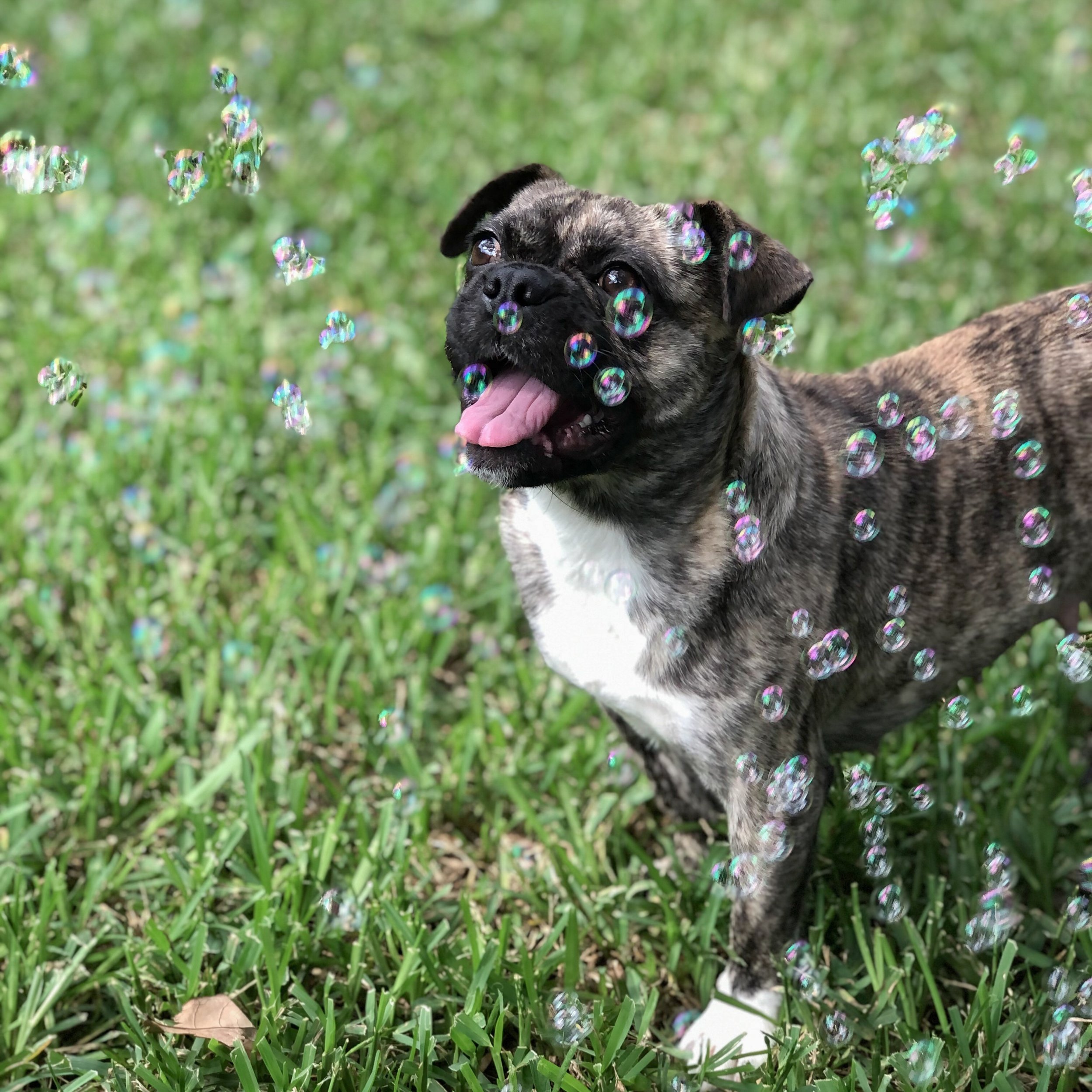 A happy brindle dog with a white chest, playing outdoors among green grass and colorful bubbles.