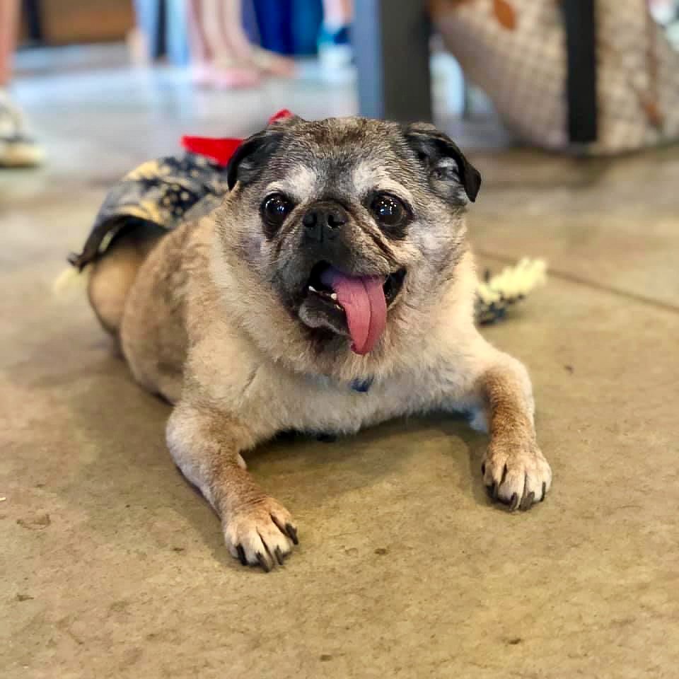 A small, tan dog with a black face and ears lying on a concrete floor, with its tongue hanging out and a cheerful expression.