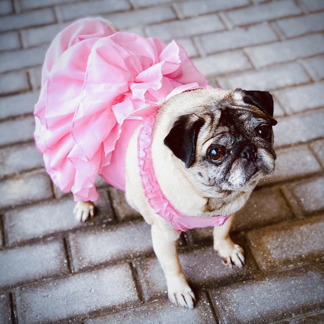 A pug dog wearing a pink ruffled dress, standing on a brick sidewalk, looking up.