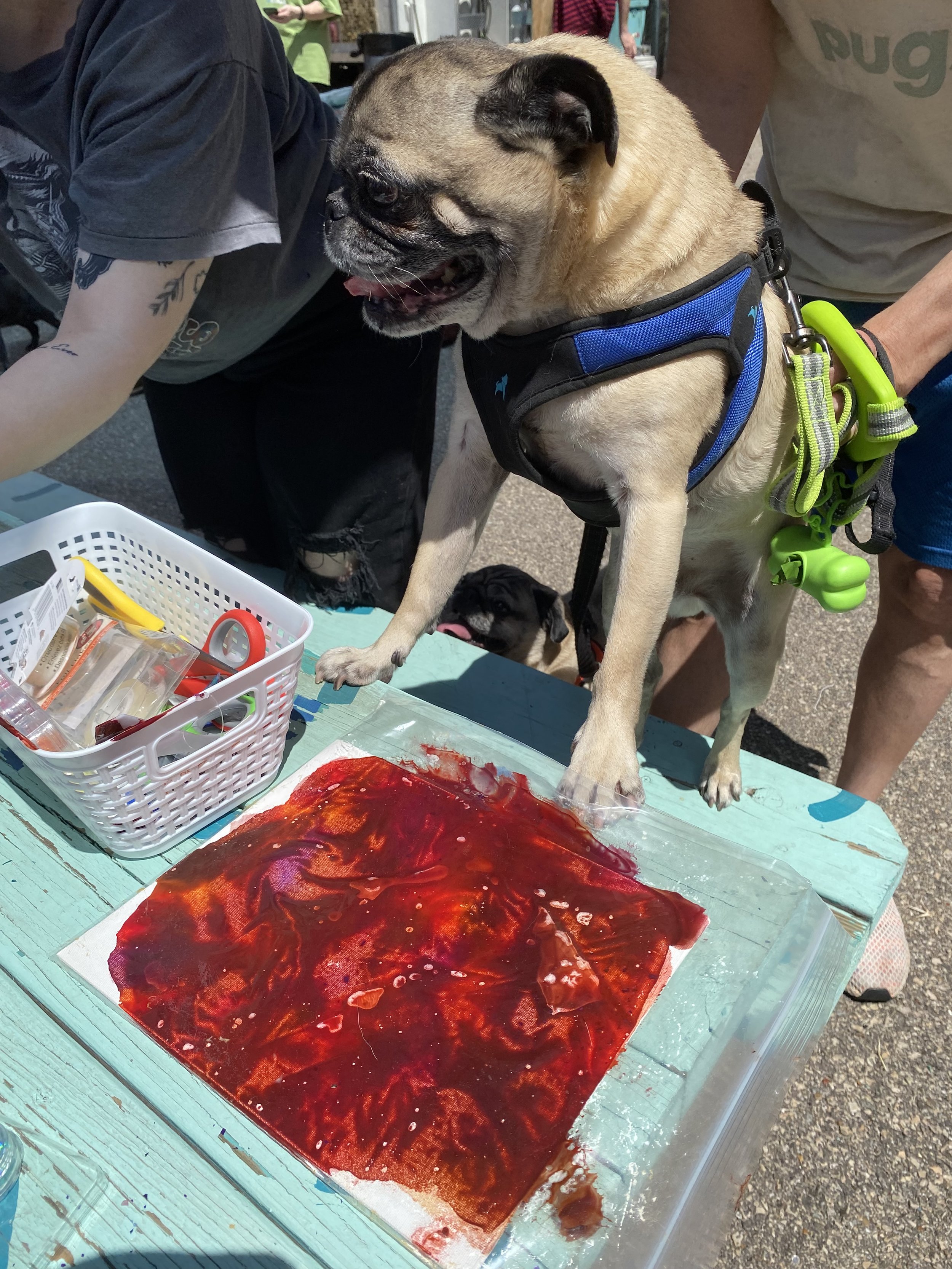 A pug standing with front paws on a table, wearing a harness, with a smaller dog behind it. The table holds a piece of fabric or paper with a red, marbled pattern, and a basket of supplies nearby. People are visible in the background outdoors.