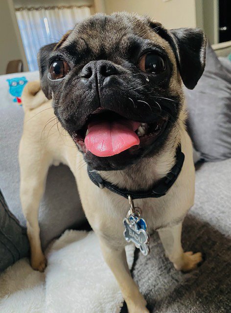 Close-up of a happy pug dog with its tongue out, wearing a black collar with a dog tag, standing on a gray couch in a living room.