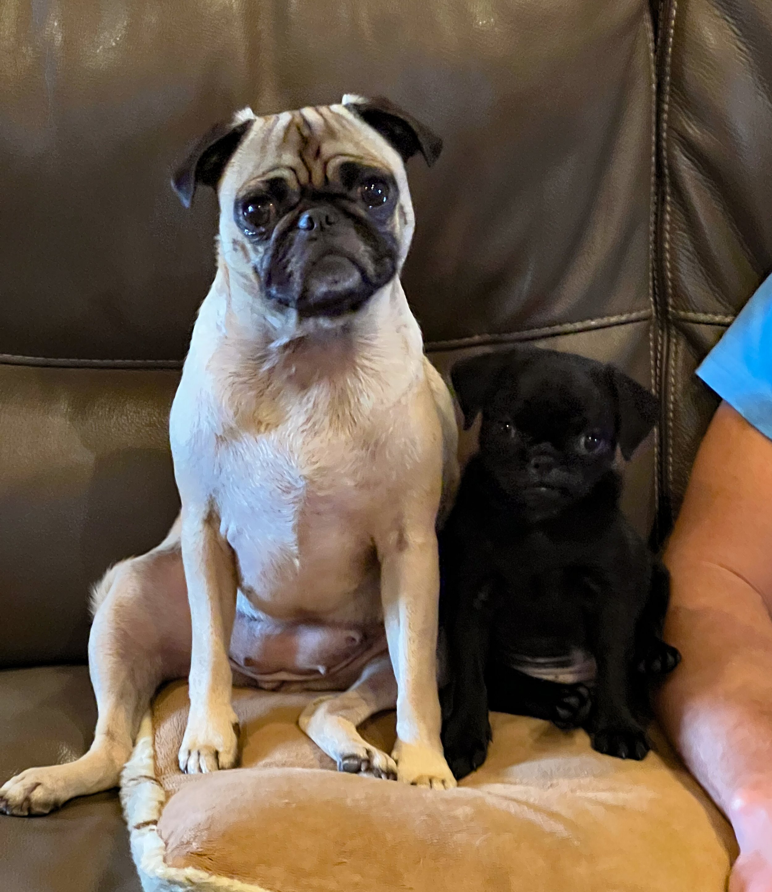 Two puppies, a fawn-colored pug mix and a small black puppy, sitting on a brown leather sofa with part of a person's arm visible on the right.