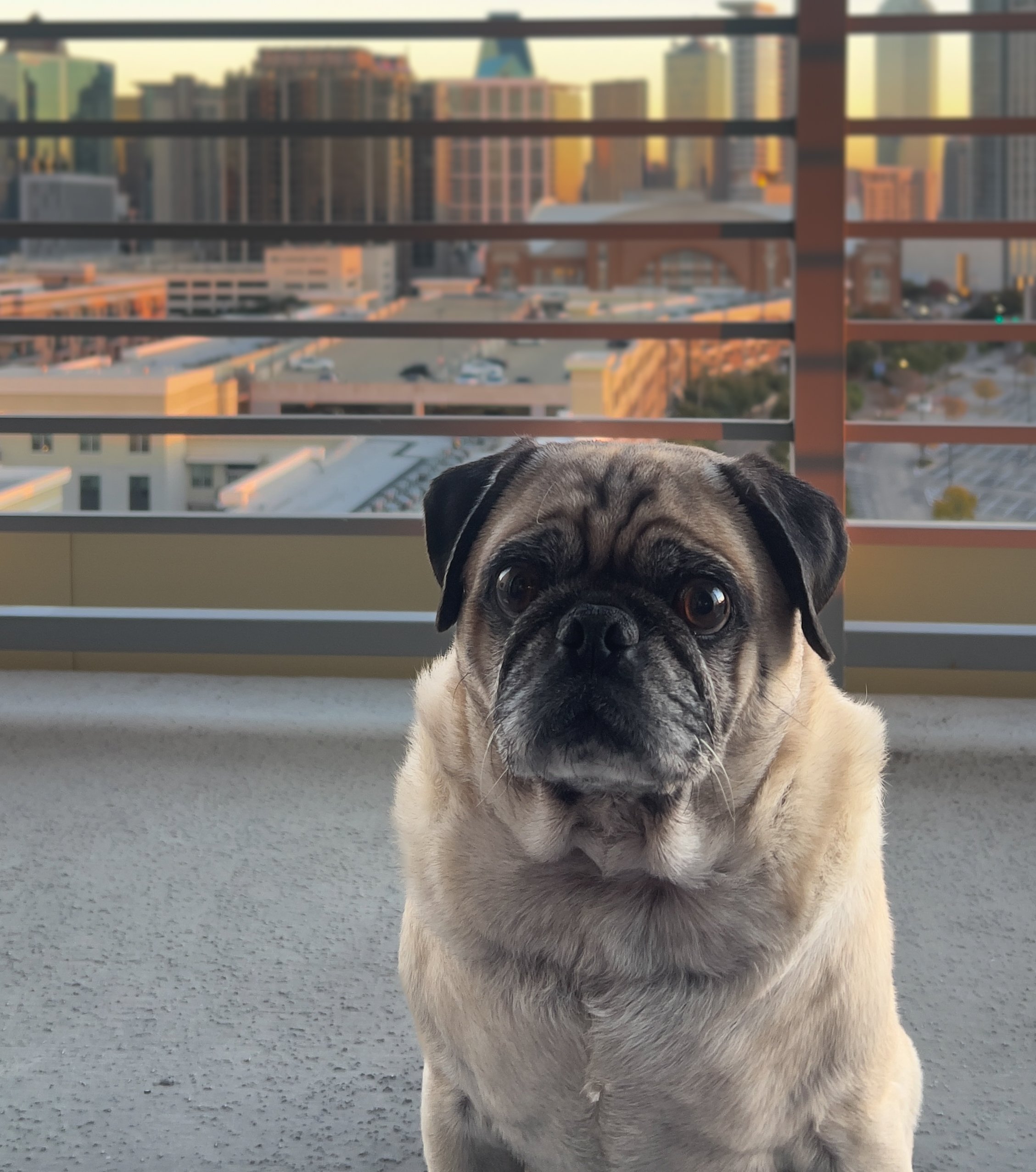 A pug dog sitting on a balcony with a city skyline in the background during sunset.