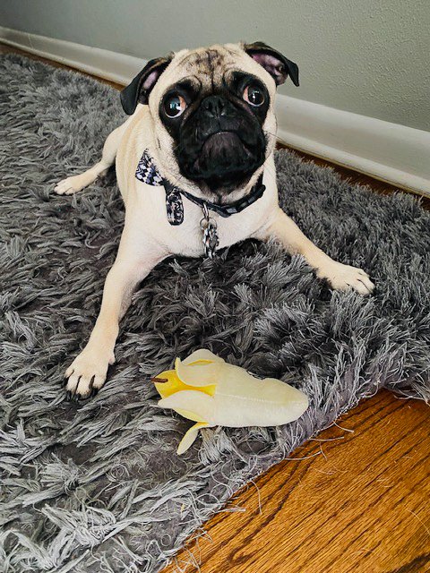 A cute pug dog with a black and tan coat sitting on a gray fuzzy rug next to a plush toy shaped like a banana.