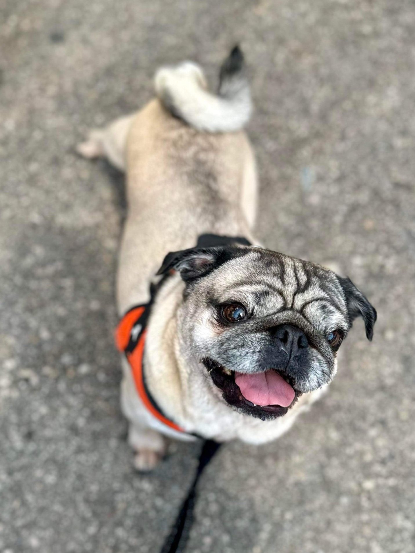 Smiling pug with a black and fawn coat, wearing an orange harness, looking up at the camera on a gravel surface.