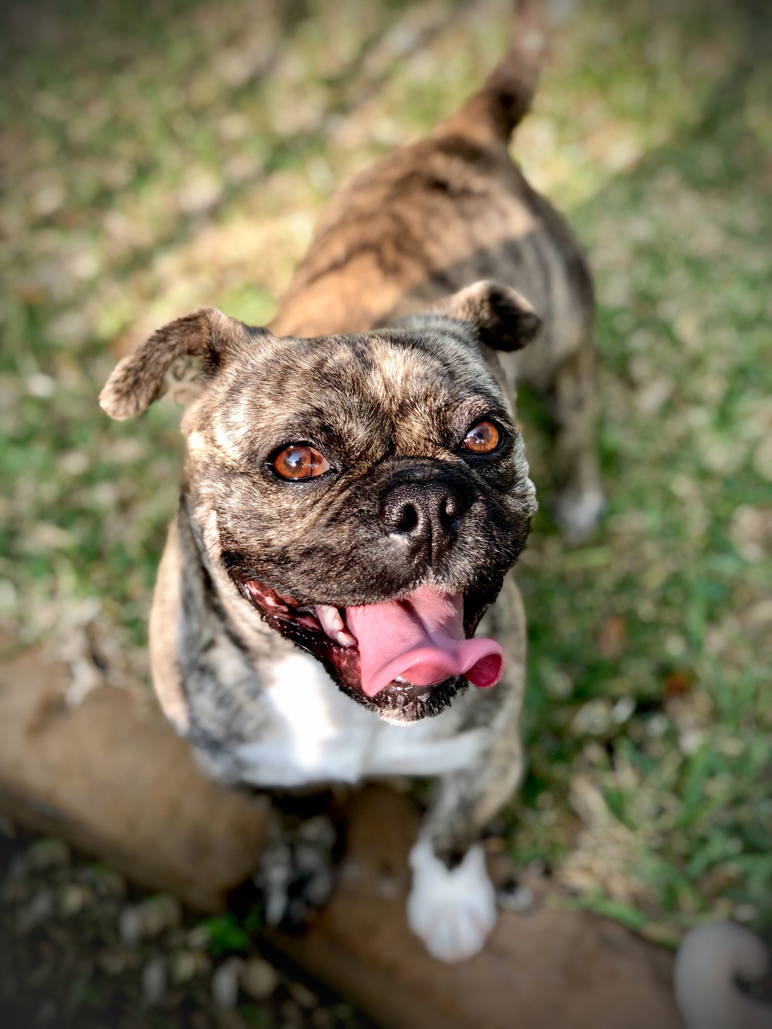 A happy brindle French Bulldog looking up with a tongue out, standing on grass with a log beneath its paws.