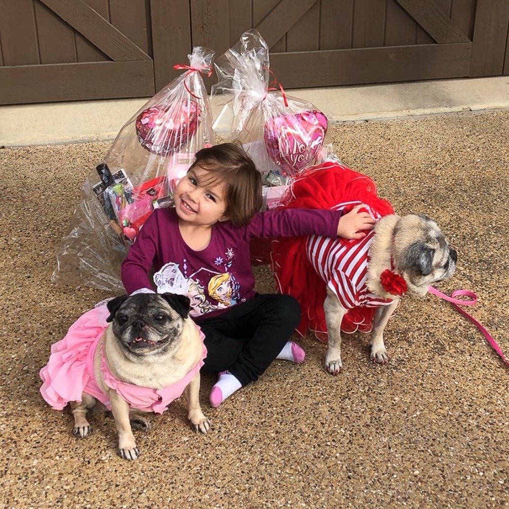 A young girl smiling and sitting on the ground with two dogs, one dressed in pink and the other in red and white striped clothing, in front of a large gift basket wrapped in clear cellophane with pink and red balloons inside, on a concrete surface with a wooden fence in the background.