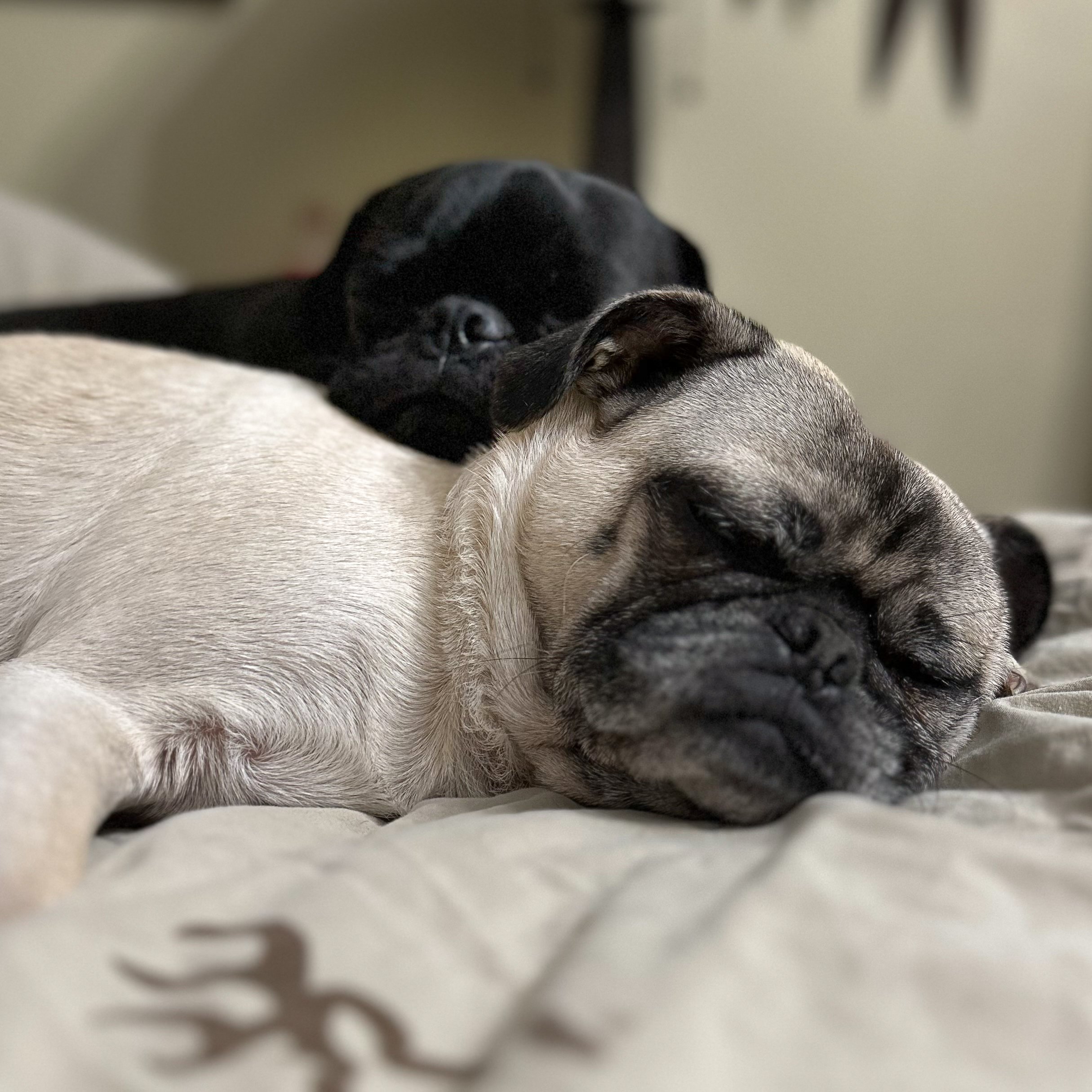 Two sleeping puppies, one light-colored and one dark-colored, resting on a bed.