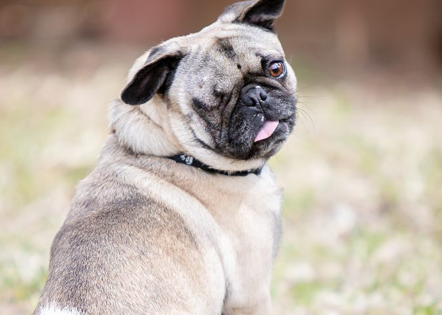 DFW Pug Rescue - Hero Rescue Pug