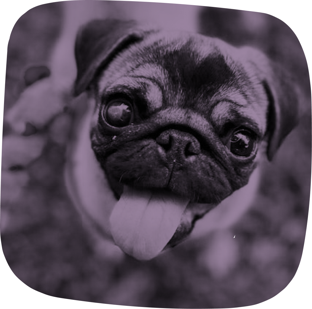 Close-up of a pug puppy with its tongue sticking out, surrounded by blurry background.