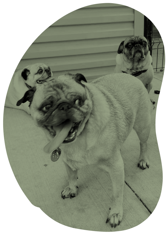 Three pugs on a porch, one in the foreground with a stick in its mouth, two in the background resting and looking around.